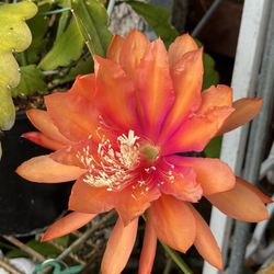 Epiphyllum -