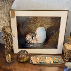 Framed Nautilus Shell Coastal Photography by Nell Rude – 25.25” x 21.5”