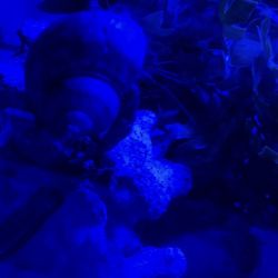 Toy Hermit Crabs