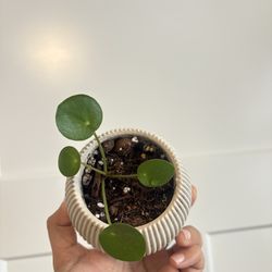 Cute lil pilea or chinese money plant