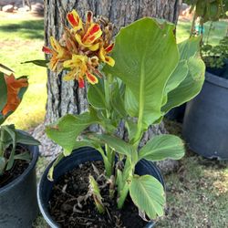 Golden Red Cannova 