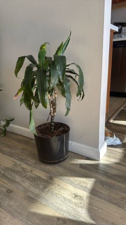 Plant