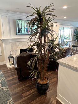 Silk Plant 76” tall