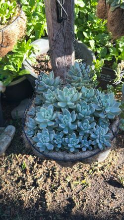 Hanging Succulents plant/planta suculenta