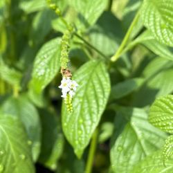 Scorpions tail plant (Heliotropium angispermum)