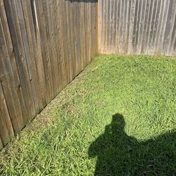 Cut Grass