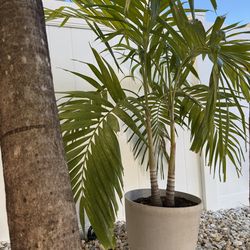 Double Christmas Palm with plastic pot