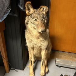 Coyote Mount