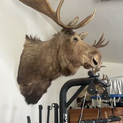 large moose  mounted taxidermy