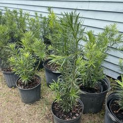 $9 Podocarpus 3gallon Ready to Deliver Right to Your Door