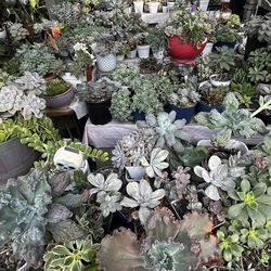 Succulent Collection For Sale