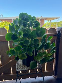 Large pilea plant