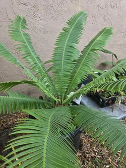 Dioon Edule