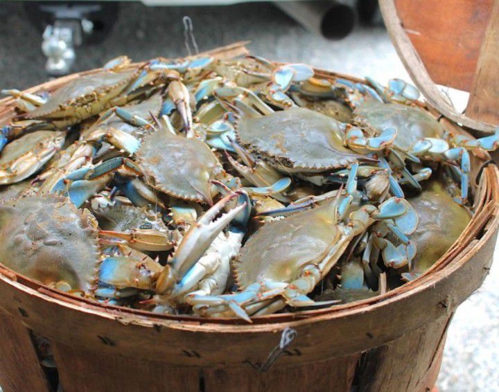 Fresh blue crabs 20$ dozen