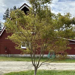 Green Japanese Maple