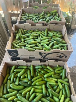 Percia cucumber 🥒 $15 Box only 10 boxes left
