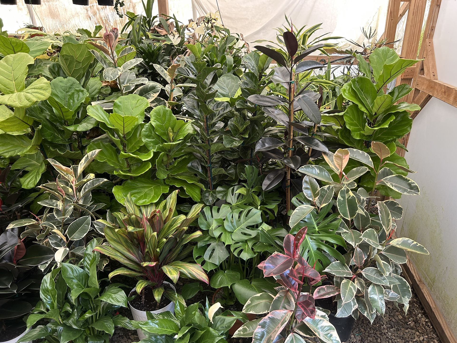 Many Different Plants