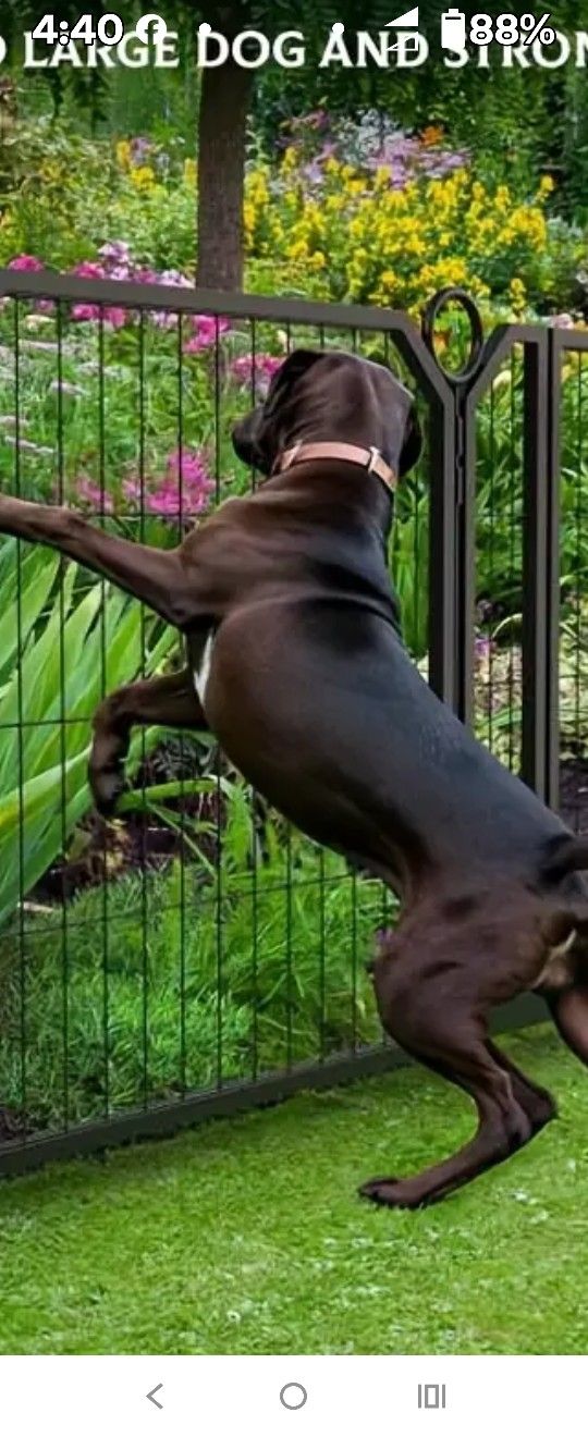 Dog Gets
