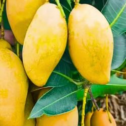 Grafted Mango Tree
