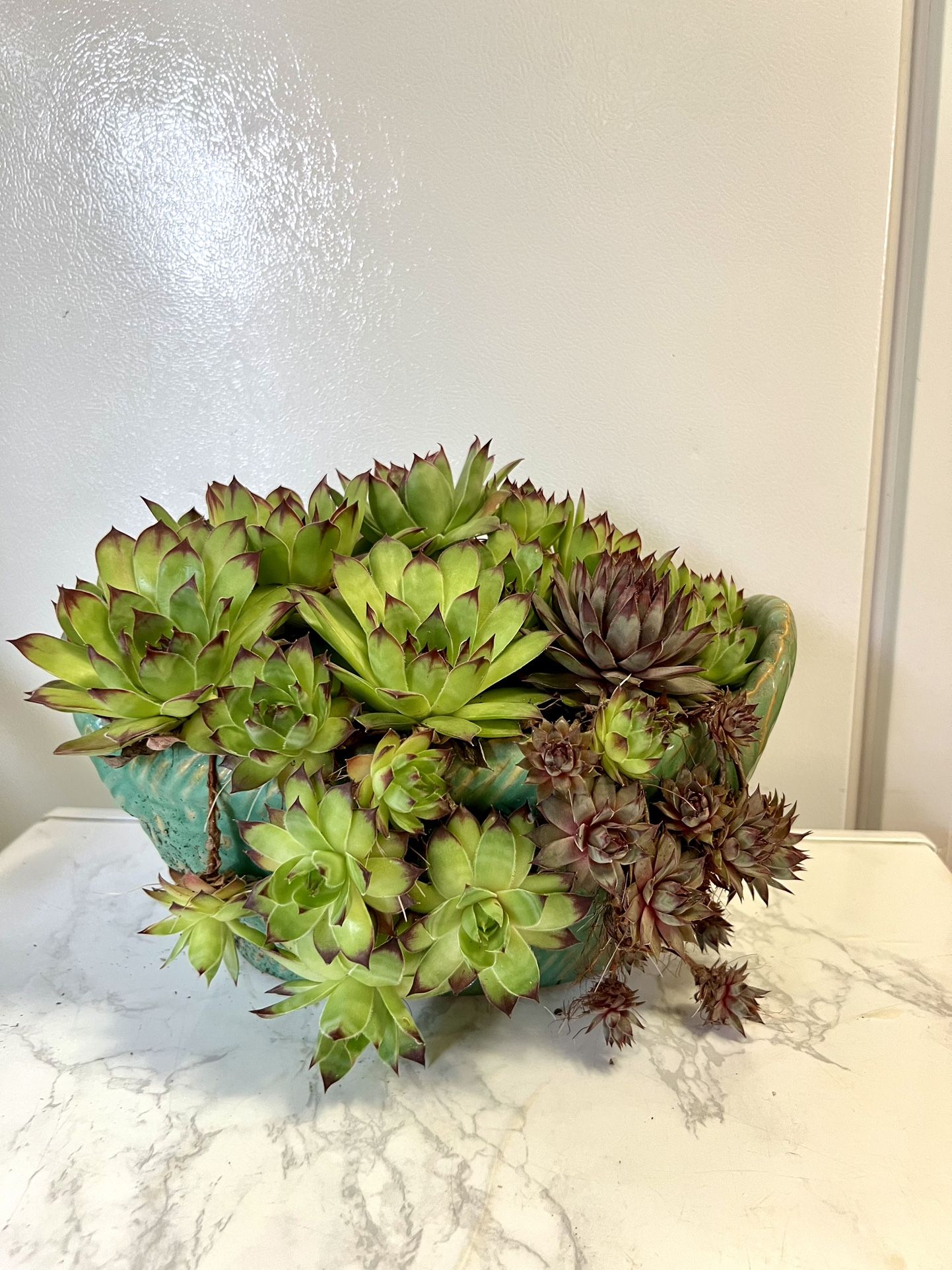 Succulents Plant 🪴
