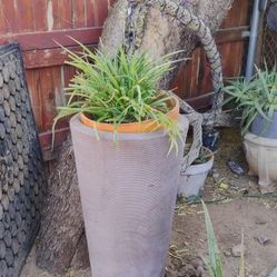 Plants Pots Set Of 2