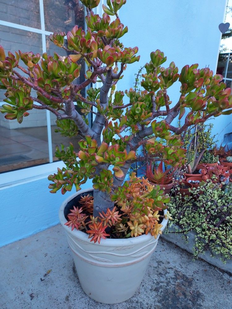 Succulents In Beautiful Pot. Hobbit Jade & Sedum Firestorm. Lucky Plant Ready For Display.