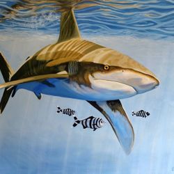 White Tip Shark with Pilot Fish