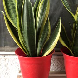 Sansevieria Snake Plant