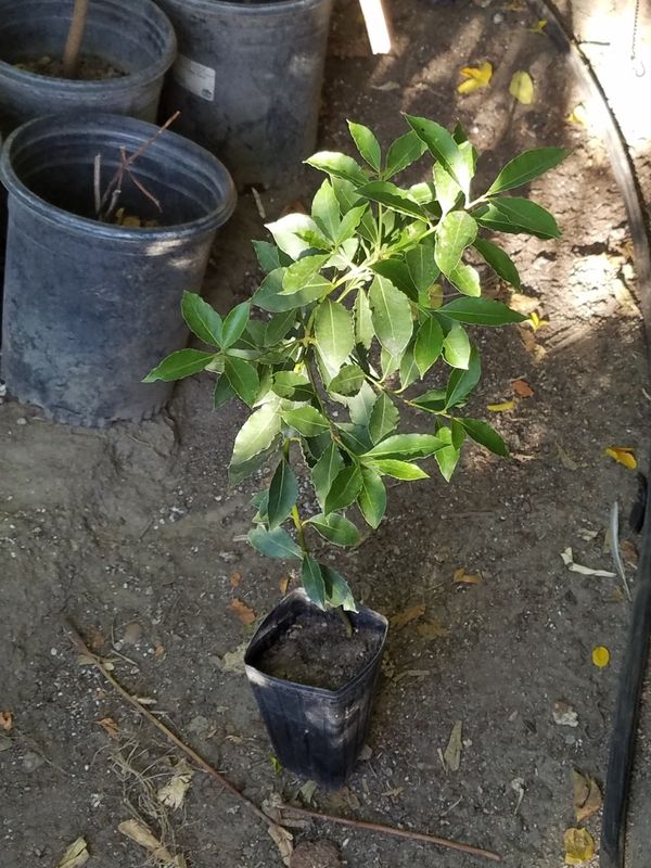 Small Bay Laurel plant / tree 5 for Sale in Empire, CA
