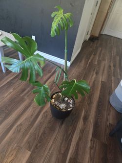 Monsteria plant