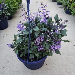 Swedish Begonia Beautiful And Healthy HANGING BASKETS PLANTS ARRIVED. $14 each