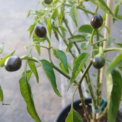 Chile's De Arbol De Bolita😃🌿🌿🌶🌶🥵🥵🥵