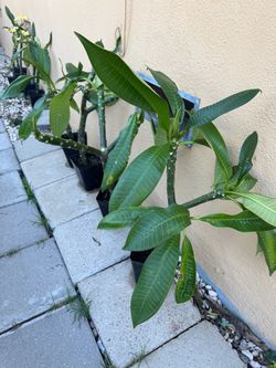 Beautiful plumeria trees