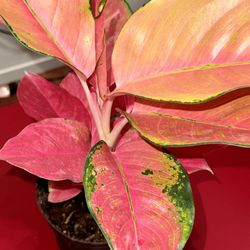 ❤️Are You Done With Fussy Plants? Then TRY ME RED AGLAONEMA❤️Chinese Evergreen❤️