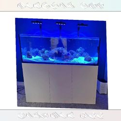Big Aquarium Tank - Wide & Gorgeous establish affect