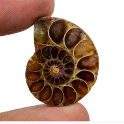 150 Mill Y.O AMMOLITE ORGANIC FOSSIL GEMSTONE