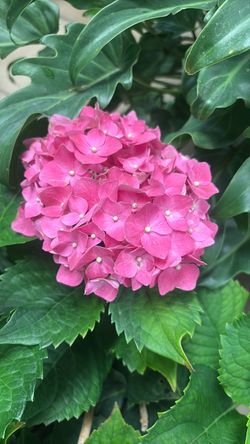 Hortensia / hydrangeas / Flores / flowers / Plantas / plants