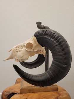Real RAM Skull Hand Carved