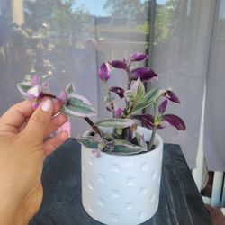 Indoor And Outdoor Plant 