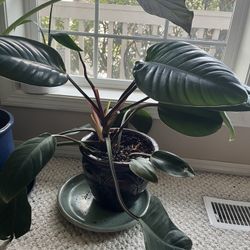 Philodendron Plant With Pink-purple Hues In Ceramic Pot