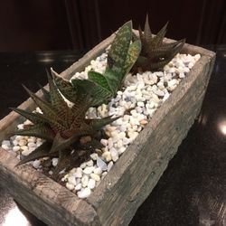 Succulent pot