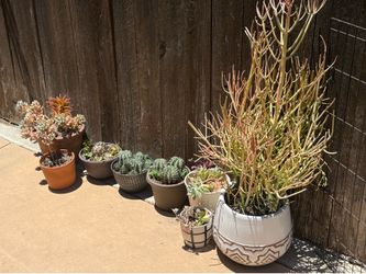 Plants