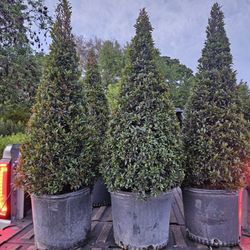 topiary Cones Spiral balls pompom al sizes available staring $30