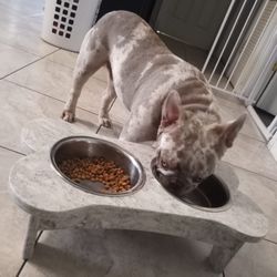 Dog Bowl Stand 