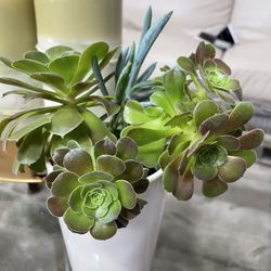 Succulent Plant - Stone Rose  - Gift