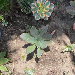 Diferentes suculentas, cinco dolores cada una