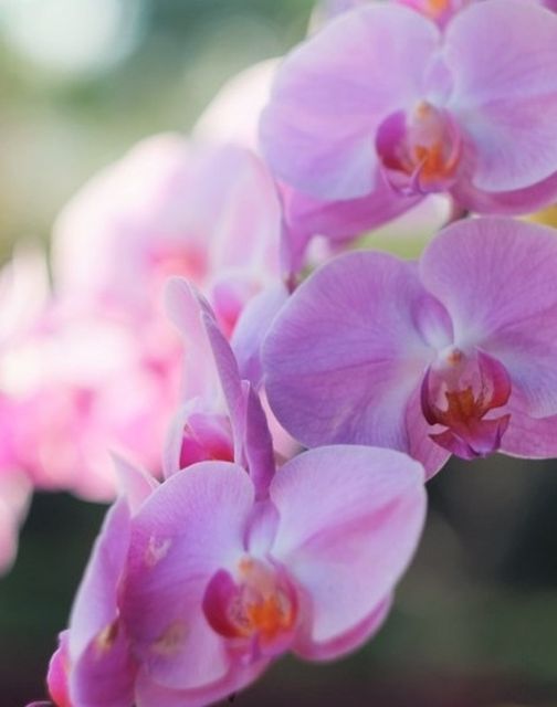 Pink Orchid Live Plant 