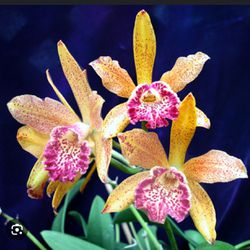 Orchid Orquidea Cattleya