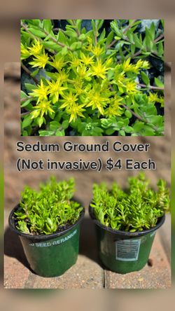 Sedum Ground Cover