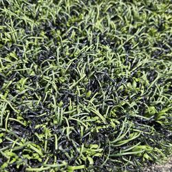 Cover all dirt. roll of used turf. $100 ea